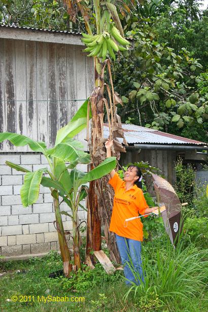 banana tree