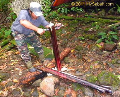 cutting banana trunk