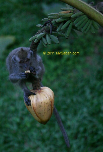 monkey on banana flower bud