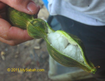 Ice-Cream Fruit