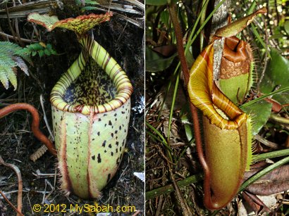 endemic Nepenthes of Sabah