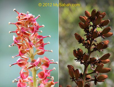 flowers of pitcher plant