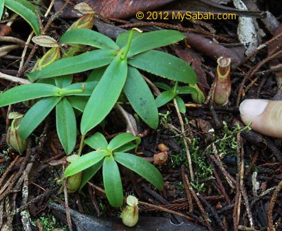 tiny pitcher plant