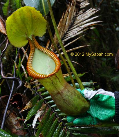Nepenthes macrophylla in Mt. Trus Madi