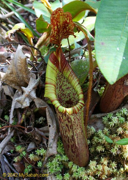 pitcher plant