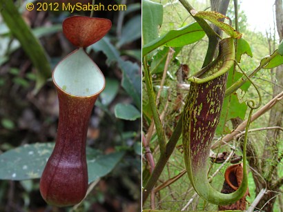 Nepenthes
