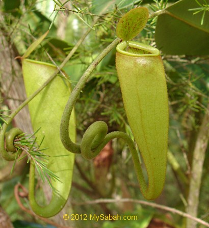 pitcher plant