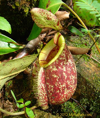 Nepenthes