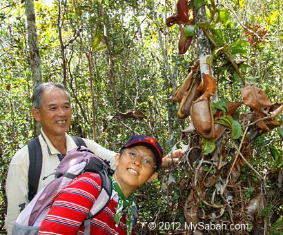 pitcher plant in Maliau Basin