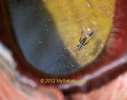 insect trapped in Nepenthes