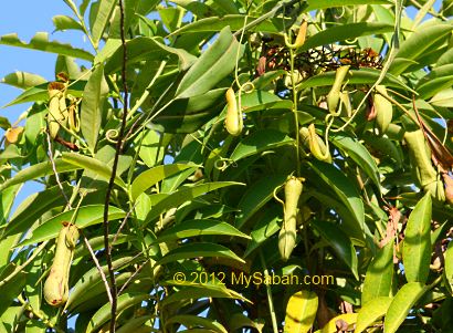 Nepenthes in Tun Fuad Stephens Park