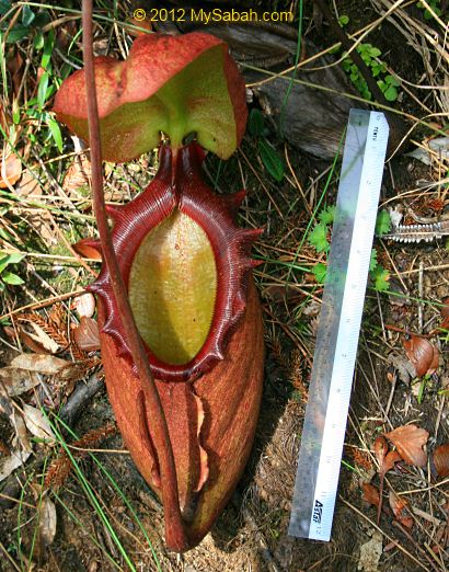 Nepenthes rajah