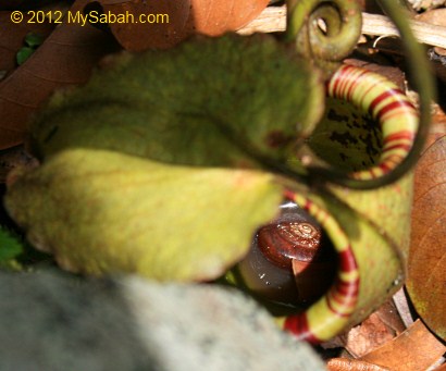snail trapped in Nepenthes