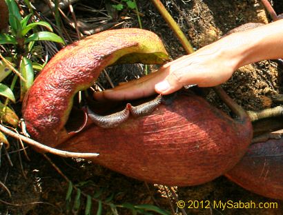 pitcher plant does not bite
