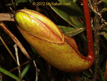 virgin Nepenthes