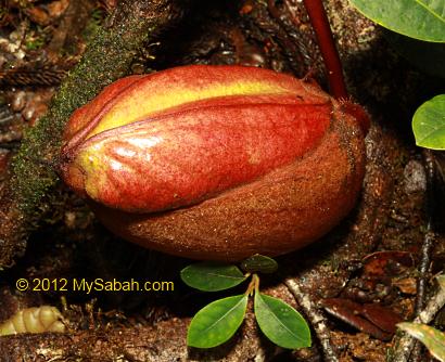 virgin pitcher plant