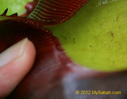 mosquito larva inside Nepenthes