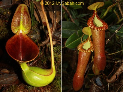 endemic pitcher plant of Sabah