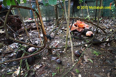 tetrastigma vines and buds of rafflesia