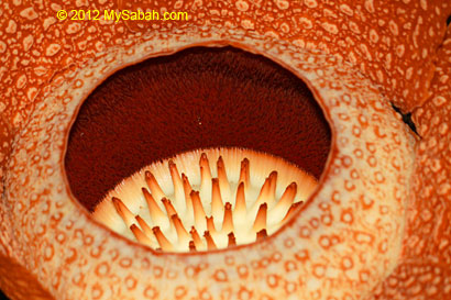 close-up of rafflesia