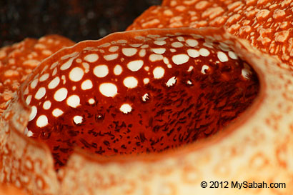 close-up of rafflesia flower