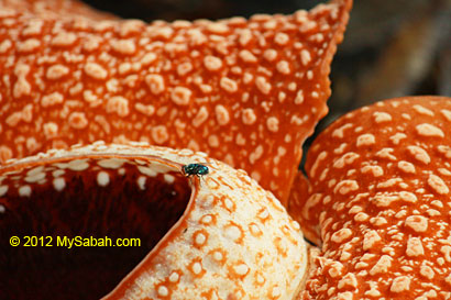 fly on rafflesia