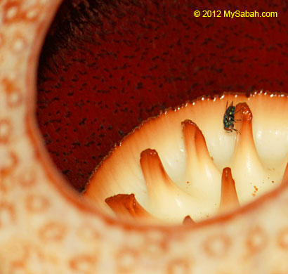 fly explores rafflesia
