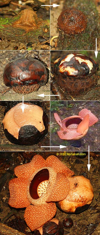 life cycle of rafflesia