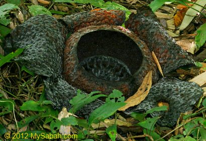 withering rafflesia