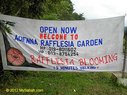 Adenna Rafflesia Garden