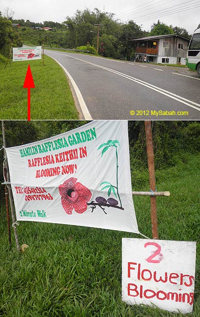 banner of blooming rafflesia at Poring