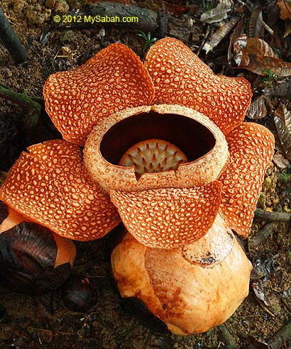 blooming rafflesia