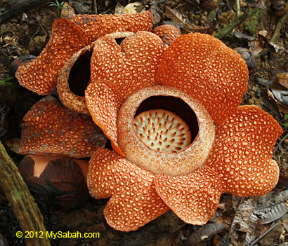 twin blooming of rafflesia