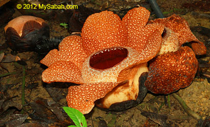 blooming rafflesia