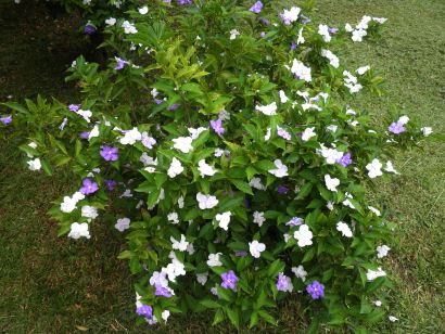 blooming jasmine flower