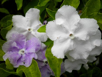 blooming jasmine flower close-up