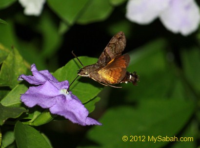 Hummingbird Hawk Moth