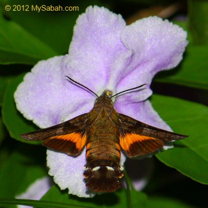 Hummingbird Hawk Moth collects nectar