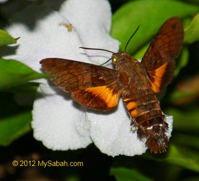 Humming-bird Hawk Moth feeding on flower