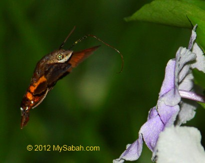 hovering Humming Bird Hawk-Moth