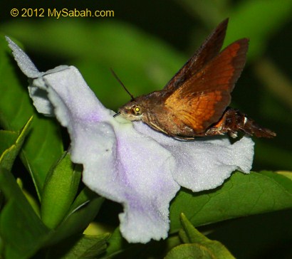 Humming Bird Hawk Moth