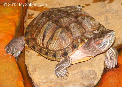 red-eared slider