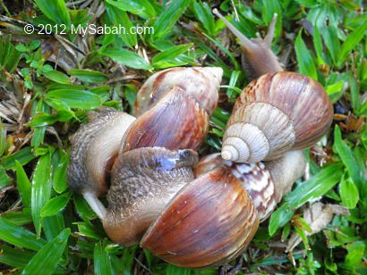 Giant East African Snail