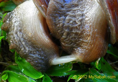 Achatina fulica