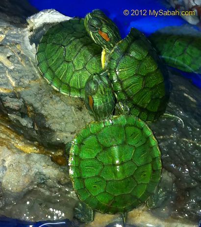 red-eared slider