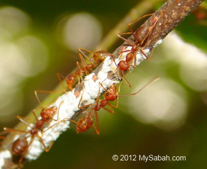 red weaver ants