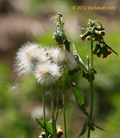 dandelions