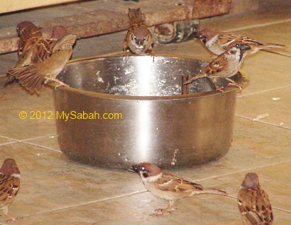 Eurasian Tree Sparrow