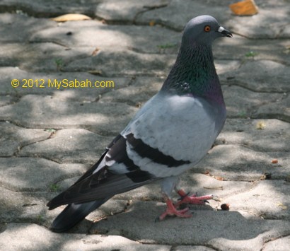 rock pigeon