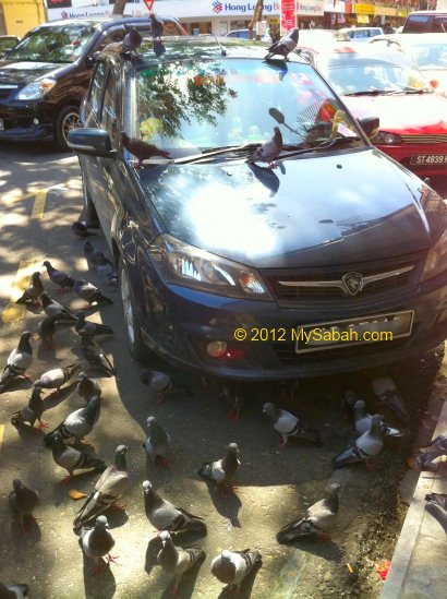 rock pigeon in Gaya Street
